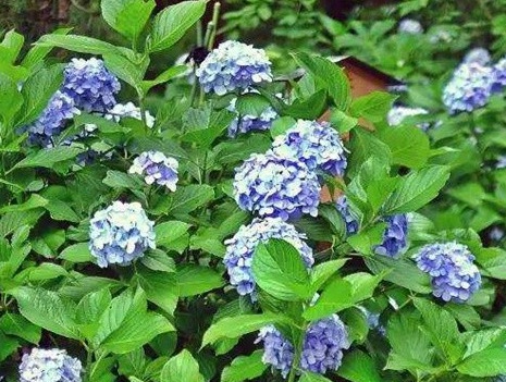 1628476415159055.jpg image.jpg