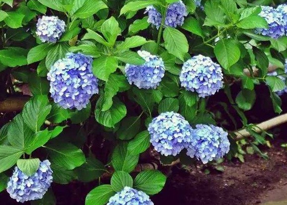 1628476431910500.jpg image.jpg