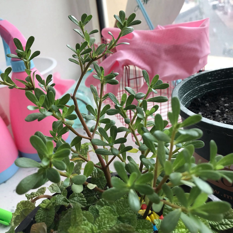 馬齒莧的這么多功效你知道嗎