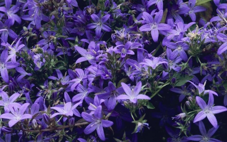 1628520877466372.jpg 桔梗2.jpg