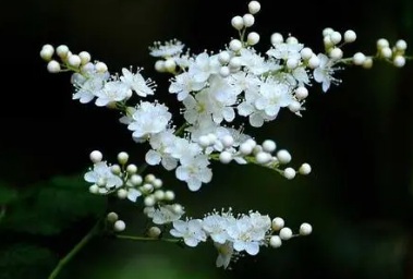 1628551686561676.jpg image.jpg