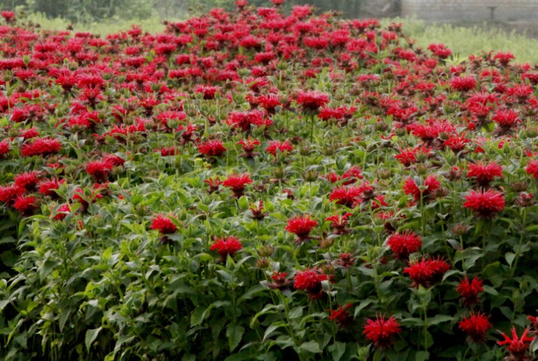 1628580549381353.jpg 美國薄荷333.jpg