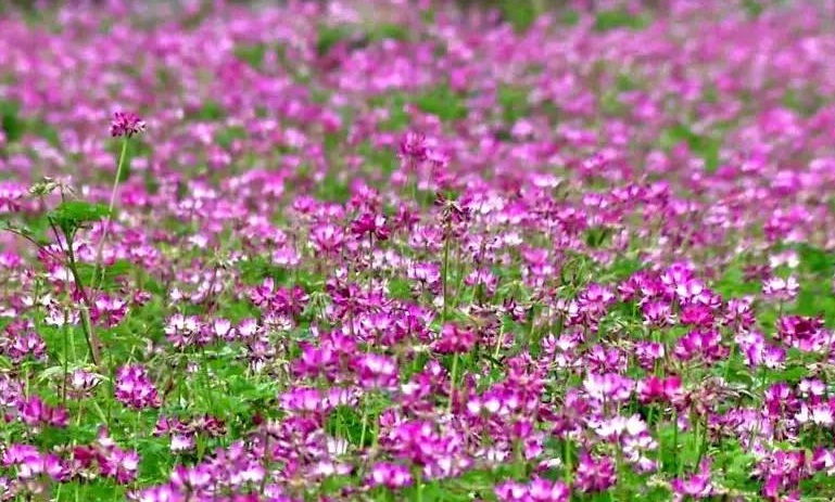 1628581310214988.jpg 紫云英1111.jpg