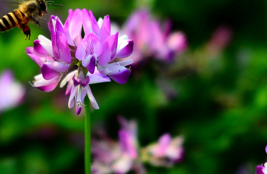 1628581334898686.jpg 紫云英222.jpg