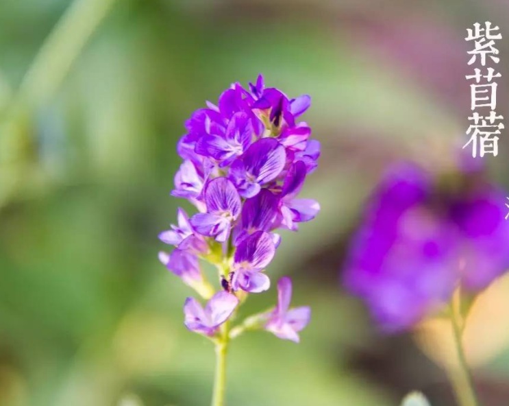 1628581379144741.jpg 木塑2222.jpg