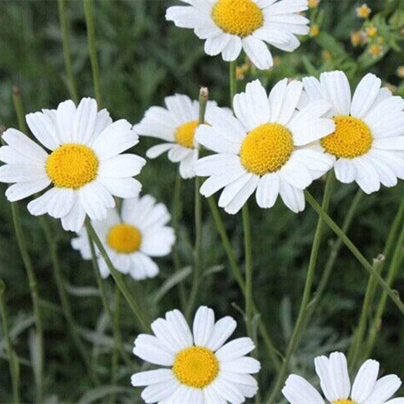 除蟲菊的簡單介紹和種植注意事項