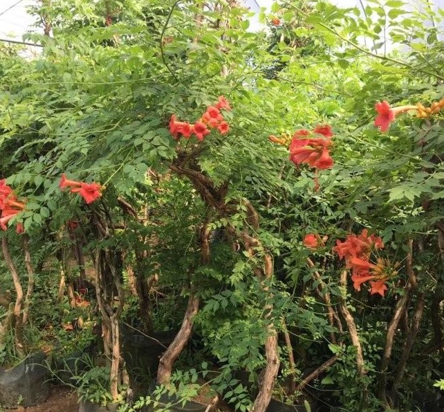 1628590255296131.jpg 1628590248(1).jpg