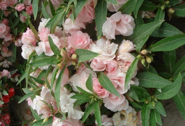 1628599561685753.jpg 1628599548(1).jpg