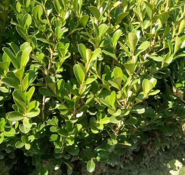 1628600129125177.jpg 1628600120(1).jpg