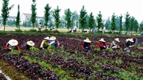 1628661890432420.jpg image.jpg