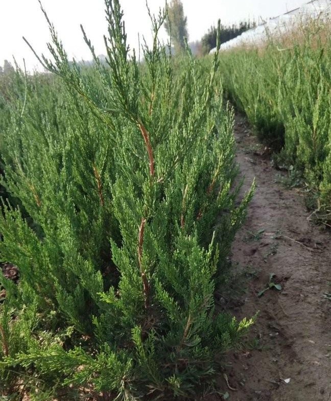 1628666024972465.jpg image.jpg