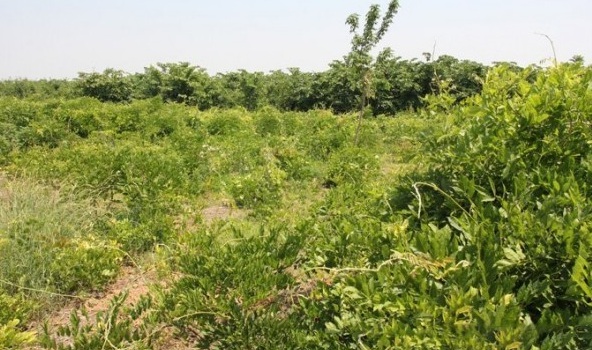 1628668586363704.jpg image.jpg