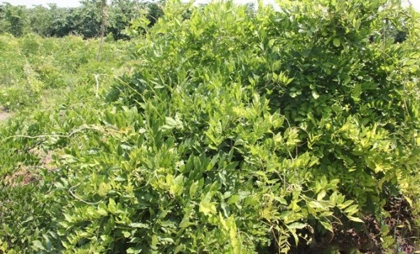 1628668595817123.jpg image.jpg