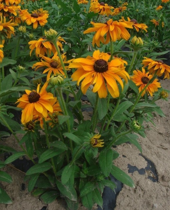 1628669137485331.jpg image.jpg