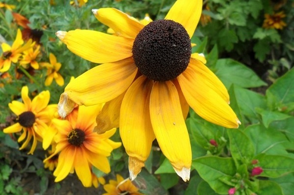 1628669148597904.jpg image.jpg