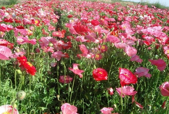 1628773889219181.jpg 1628773863(1).jpg