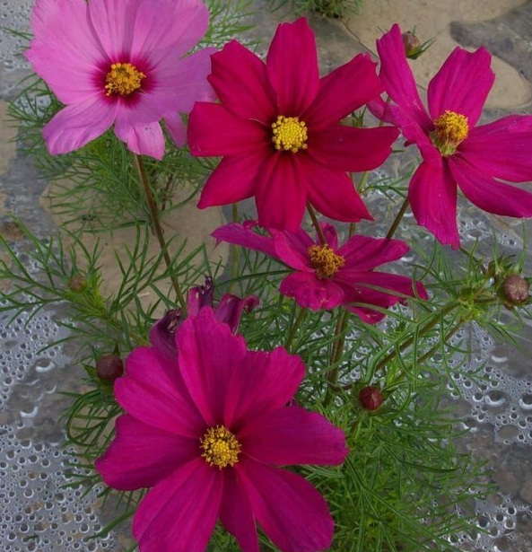 1628777168622499.jpg GSWQ~E`PZN$A56Q)46KL502.jpg