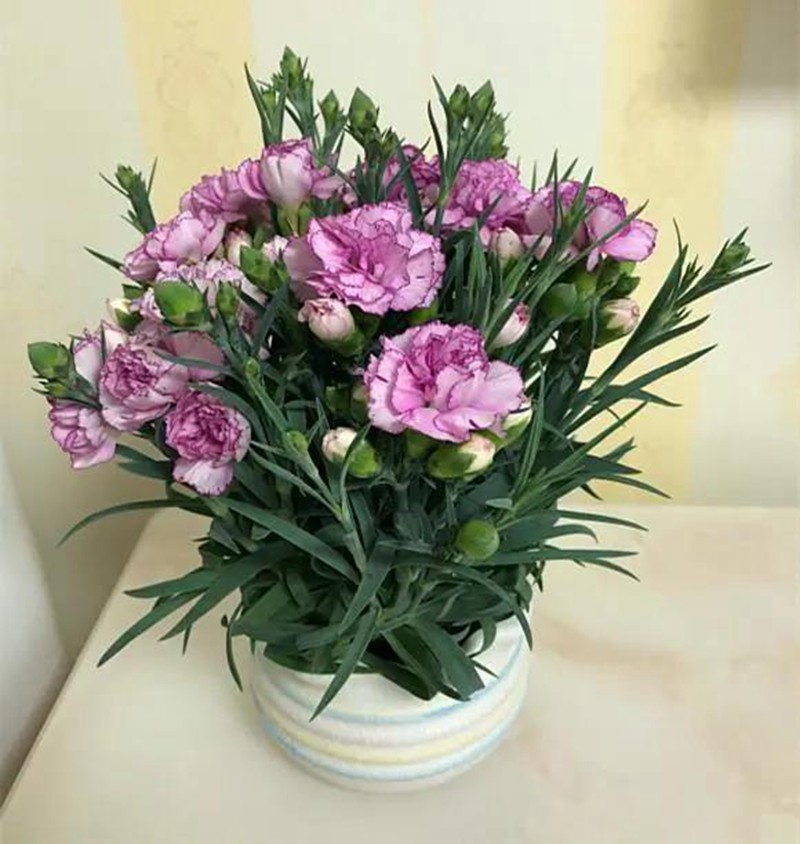 康乃馨盆栽養護，需要特別注意這幾點