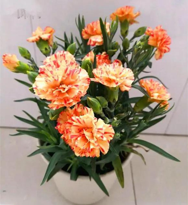 康乃馨盆栽養護，需要特別注意這幾點