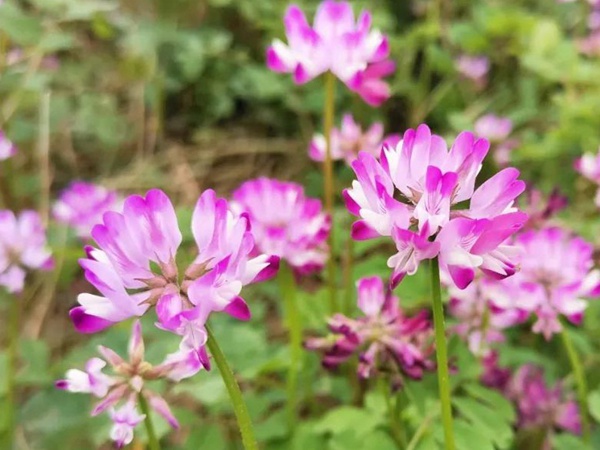 “草籽花”紫云英——滿滿的美好回憶