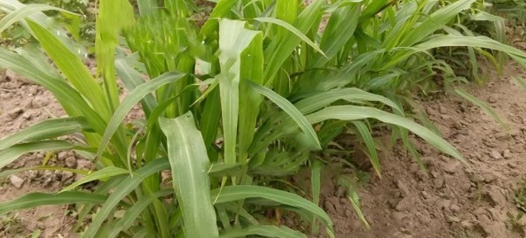 1628854225318755.jpg 1628854220(1).jpg