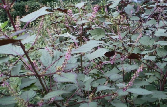 1628857362326913.jpg 1628857352(1).jpg