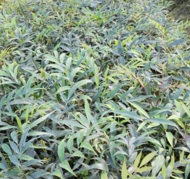 1628858694302222.jpg 1628858686(1).jpg