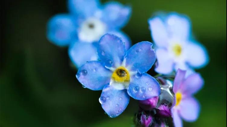 勿忘草又名勿忘我，因為植株十分小巧，可以種植在盆栽里觀賞