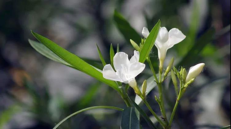 勿忘草又名勿忘我，因為植株十分小巧，可以種植在盆栽里觀賞