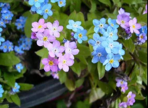 勿忘草又名勿忘我，因為植株十分小巧，可以種植在盆栽里觀賞