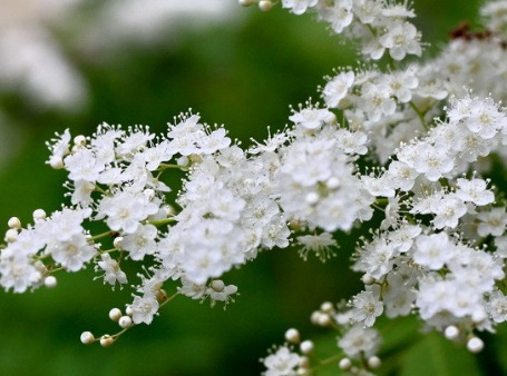 1628861706520179.jpg image.jpg