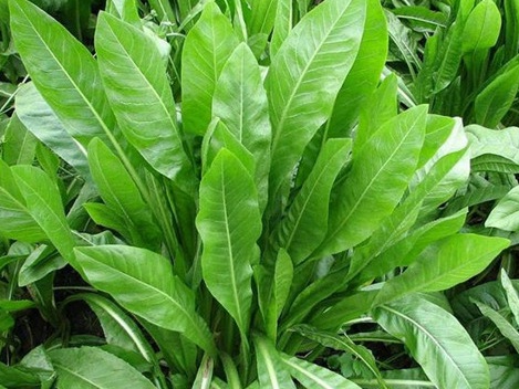 1628862054436664.jpg image.jpg