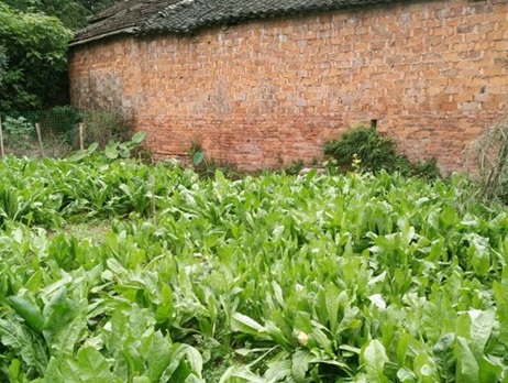 1628862064699134.jpg image.jpg