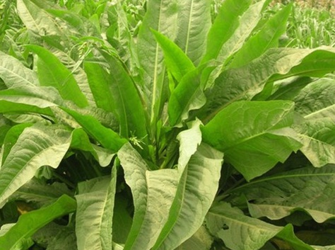 1628862072735083.jpg image.jpg