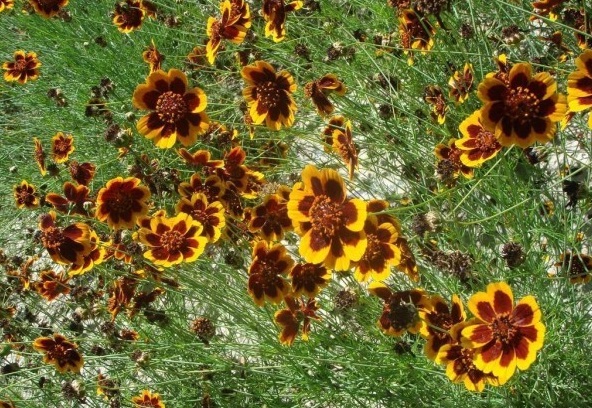 1628863794304397.jpg 1628863785(1).jpg