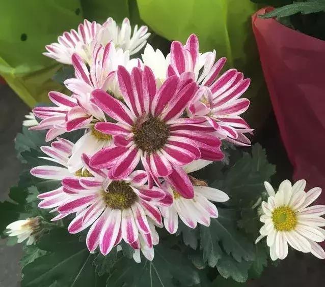 小雛菊如何養護，做到以下四點