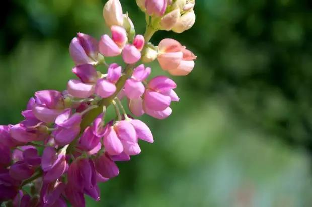 魯冰花的種植方法，魯冰花的實(shí)用價值