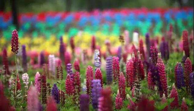 魯冰花的種植方法，魯冰花的實(shí)用價值