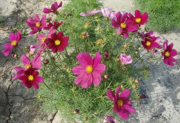 1628918887110953.jpg 1628918877(1).jpg