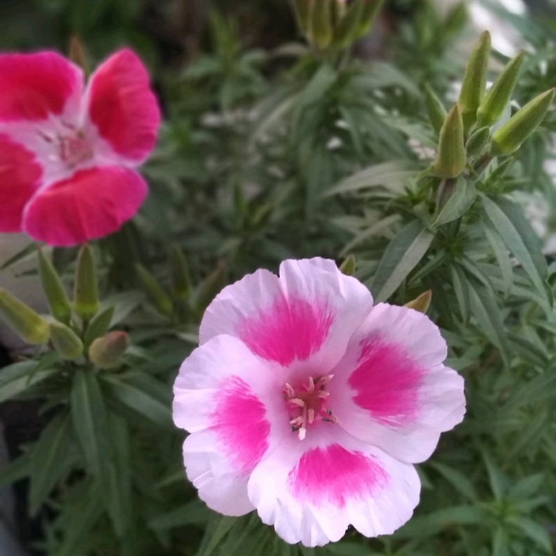 古代稀的生長習性形態及用途