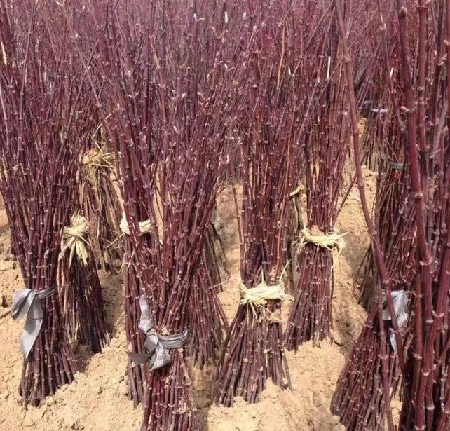 1628921854510248.jpg 1628921848(1).jpg