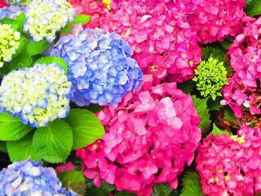 1628985523676595.jpg image.jpg