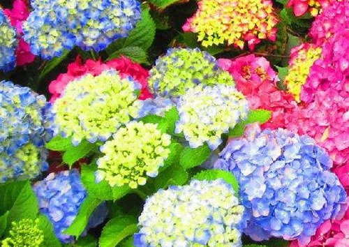 1628985532392208.jpg image.jpg