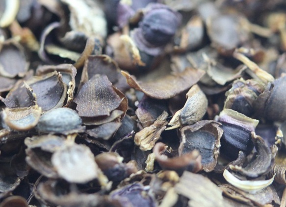 金雞菊能過冬嗎