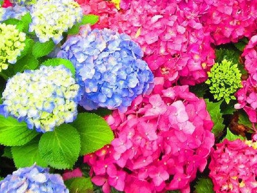 1628987778190303.jpg image.jpg