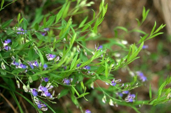 1629039035287435.jpg 遠(yuǎn)志1.jpg