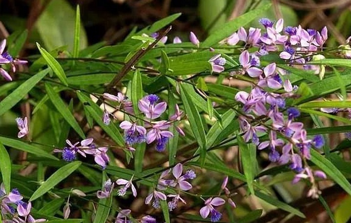 1629039075596497.jpg 遠(yuǎn)志2.jpg