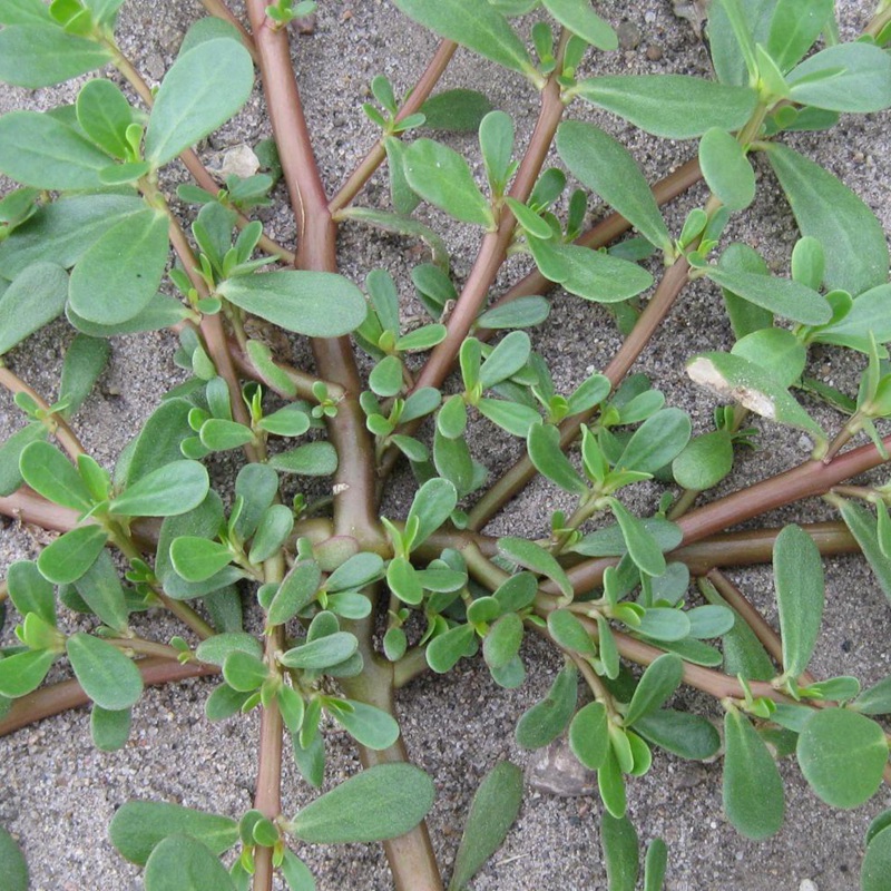 馬齒莧的這么多功效你知道嗎