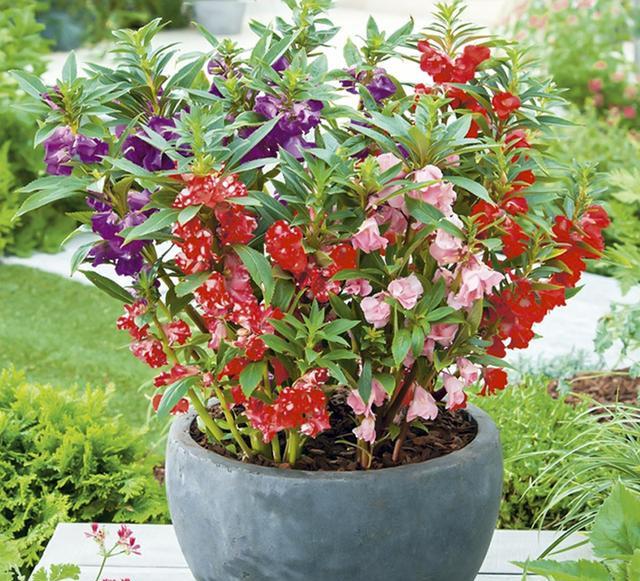 鳳仙花又叫指甲花，應(yīng)該如何播種