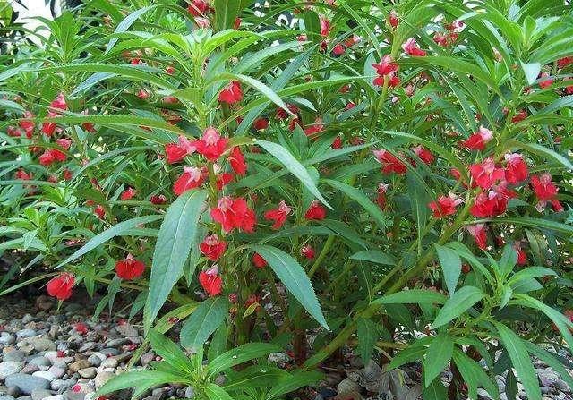 鳳仙花又叫指甲花，應(yīng)該如何播種